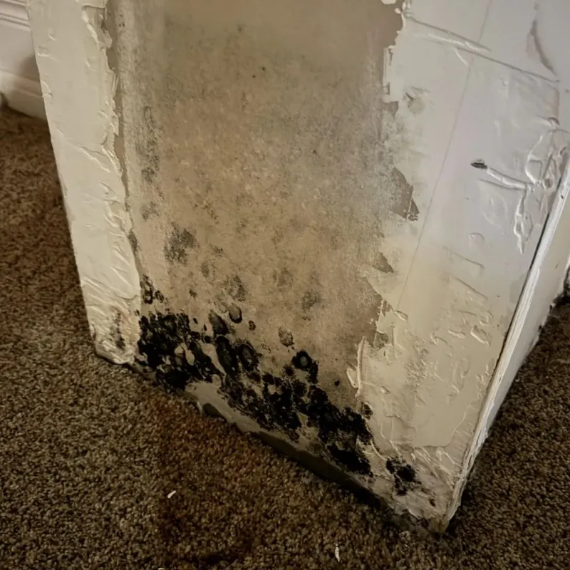 Professional Mold Removal in Greenwood, AR